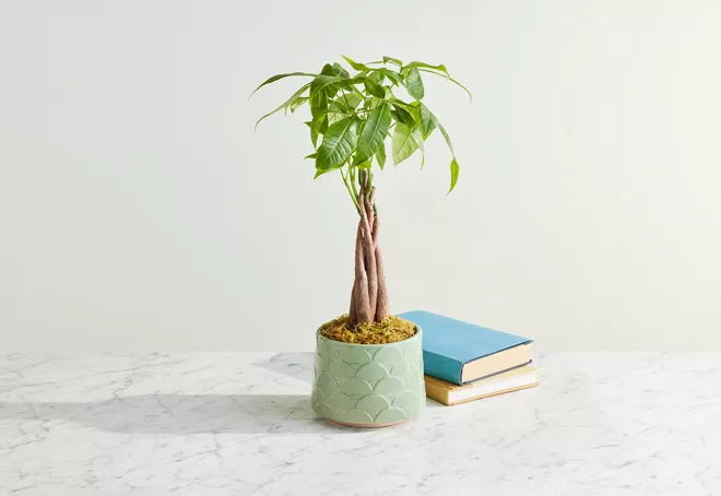 Lucky Bamboo and Money Tree
